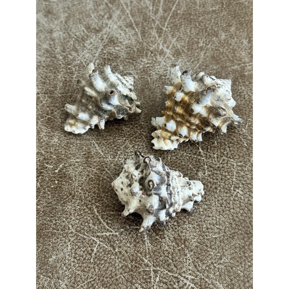 Vintage Vasum Turbinellus "Pacific Vase" Seashell 2" Indo-Pacific Set of  3 Rare